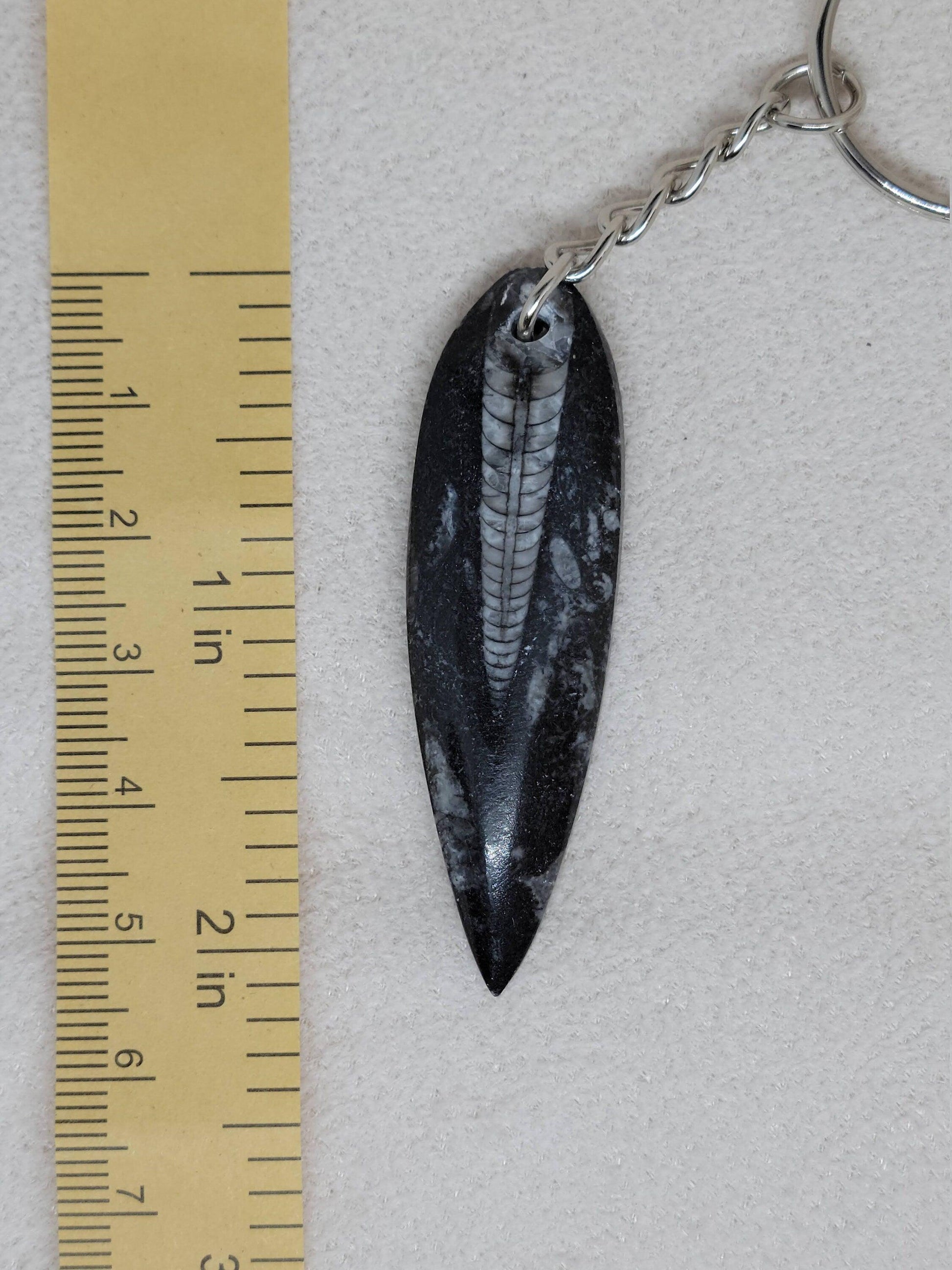 Orthoceras Fossil Keychain - True West Outdoors